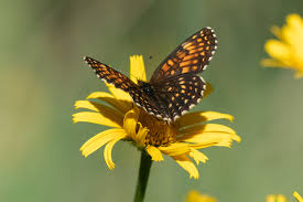 Attēlu rezultāti vaicājumam “Melitaea diamina underside”