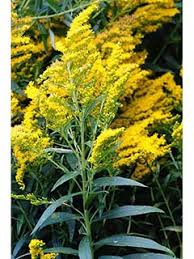 Attēlu rezultāti vaicājumam “Solidago canadensis fruit”