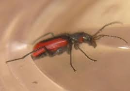 Attēlu rezultāti vaicājumam “Malachidae”