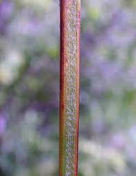 Attēlu rezultāti vaicājumam “Carex atherodes”