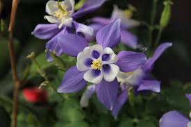 Image result for Akelei