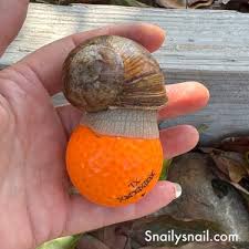 Attēlu rezultāti vaicājumam “Helix pomatia”