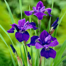 Attēlu rezultāti vaicājumam “Iris sibirica leaf”
