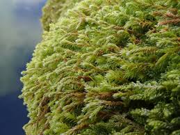 Attēlu rezultāti vaicājumam “Hedwigia ciliata sporophyte”