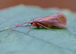 Attēlu rezultāti vaicājumam “Chaetopteryx villosa”