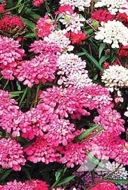Image result for Iberis umbellata