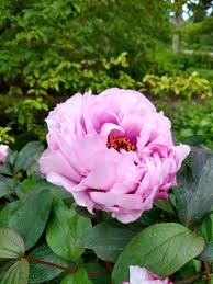 Attēlu rezultāti vaicājumam “Paeoniaceae”