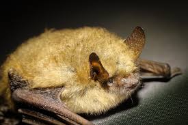 Attēlu rezultāti vaicājumam “Chiroptera”
