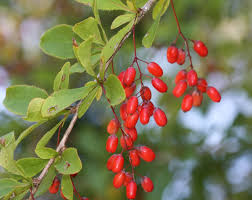 Attēlu rezultāti vaicājumam “Berberis vulgaris fruit”