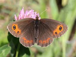 Attēlu rezultāti vaicājumam “Erebia aethiops upperside”