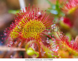 Attēlu rezultāti vaicājumam “Drosera rotundifolia flower”