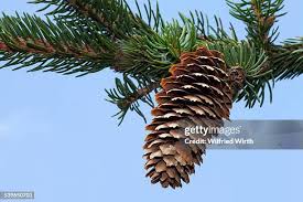 Attēlu rezultāti vaicājumam “Picea abies fo. virgata fruit”