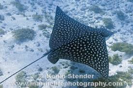 Image result for Aetobatus narinari