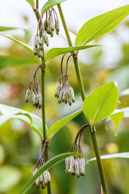 Attēlu rezultāti vaicājumam “Polygonatum multiflorum  flower”