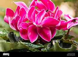Image result for Cyclamen persicum