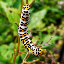 Attēlu rezultāti vaicājumam “Shargacucullia scrophulariae”