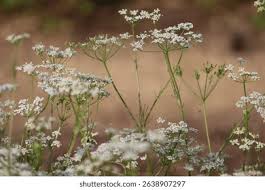Attēlu rezultāti vaicājumam “Carum carvi flower”