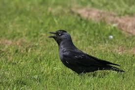 Attēlu rezultāti vaicājumam “Corvus monedula adult”