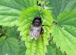 Attēlu rezultāti vaicājumam “Volucella bombylans”