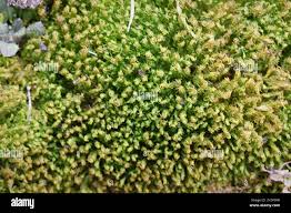 Attēlu rezultāti vaicājumam “Ulota crispa sporophyte”