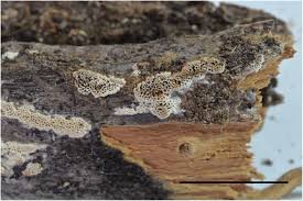 Attēlu rezultāti vaicājumam “Antrodia crassa”