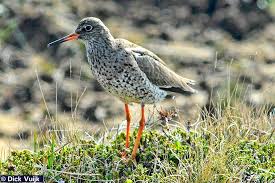 Attēlu rezultāti vaicājumam “Tringa totanus”