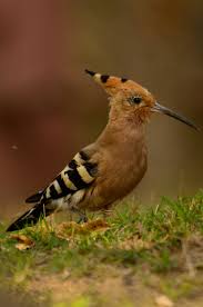 Image result for hoepoe