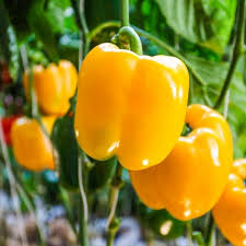 Afbeeldingsresultaat voor californian wonder golden sweet pepper