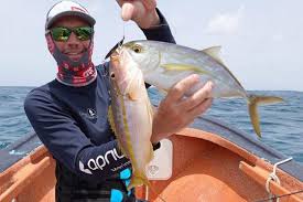 Image result for Caranx bartholomaei