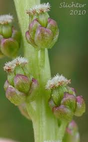 Attēlu rezultāti vaicājumam “Triglochin maritimum flower”