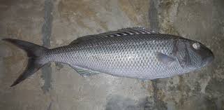 Image result for Aprion virescens