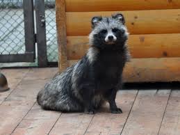 Attēlu rezultāti vaicājumam “Nyctereutes procyonoides”