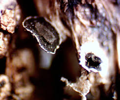 Attēlu rezultāti vaicājumam “Physarum bryocorticola macro”