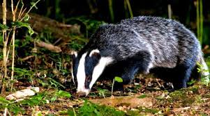 Attēlu rezultāti vaicājumam “Meles meles”