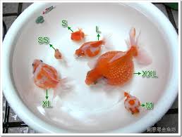 Image result for 金魚