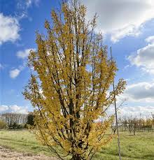 Attēlu rezultāti vaicājumam “Acer campestre”