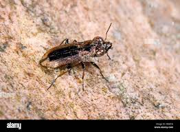 Attēlu rezultāti vaicājumam “Notiophilus biguttatus”