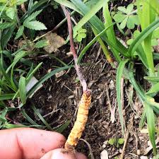 Attēlu rezultāti vaicājumam “Cordyceps”