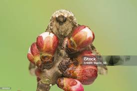 Attēlu rezultāti vaicājumam “Biston strataria”