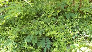 Attēlu rezultāti vaicājumam “Silene baccifera fruit”