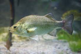 Image result for Pomoxis annularis