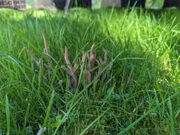 Attēlu rezultāti vaicājumam “Clavaria fumosa”