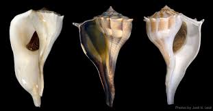 Image result for Sinistrofulgur perversum