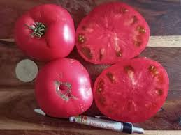 Afbeeldingsresultaat voor mortgage lifter bicolor strain tomato