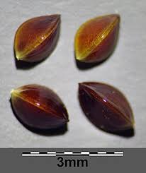 Attēlu rezultāti vaicājumam “Rumex acetosa fruit”