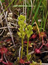 Attēlu rezultāti vaicājumam “Hammarbya paludosa leaf”