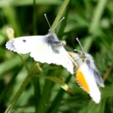 Attēlu rezultāti vaicājumam “Anthocharis cardamines underside”