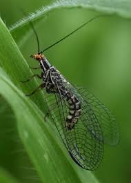 Attēlu rezultāti vaicājumam “Chrysopidae”