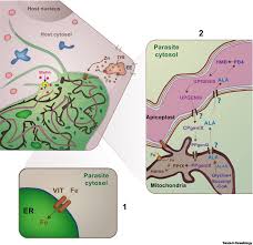 Attēlu rezultāti vaicājumam “Lycogala botrydium plasmodium”