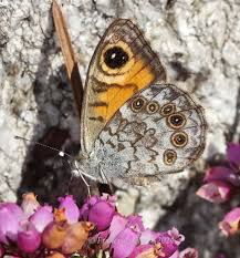 Attēlu rezultāti vaicājumam “Lasiommata megera underside”